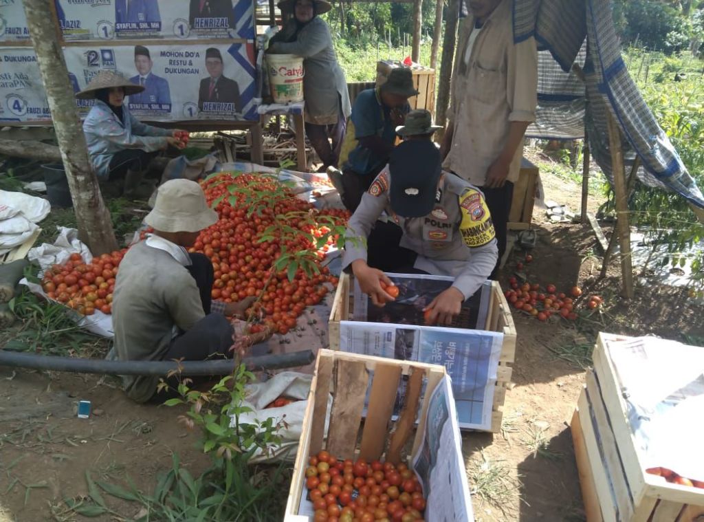 Bhabinkamtibmas Polresta Bukittinggi Monitoring Kegiatan Kelompok Tani Agro Laksanakan Panen Raya ke-4, Mendukung Asta Cita Presiden RI tentang Ketahanan&nbsp;Pangan