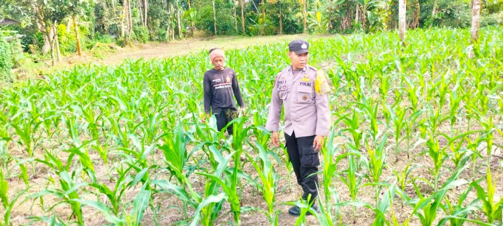 Bhabinkamtibmas&nbsp; Koto Kaciak Barat Sosialisasi Garap Lahan kosong Sebagai lahan tanaman&nbsp;pangan