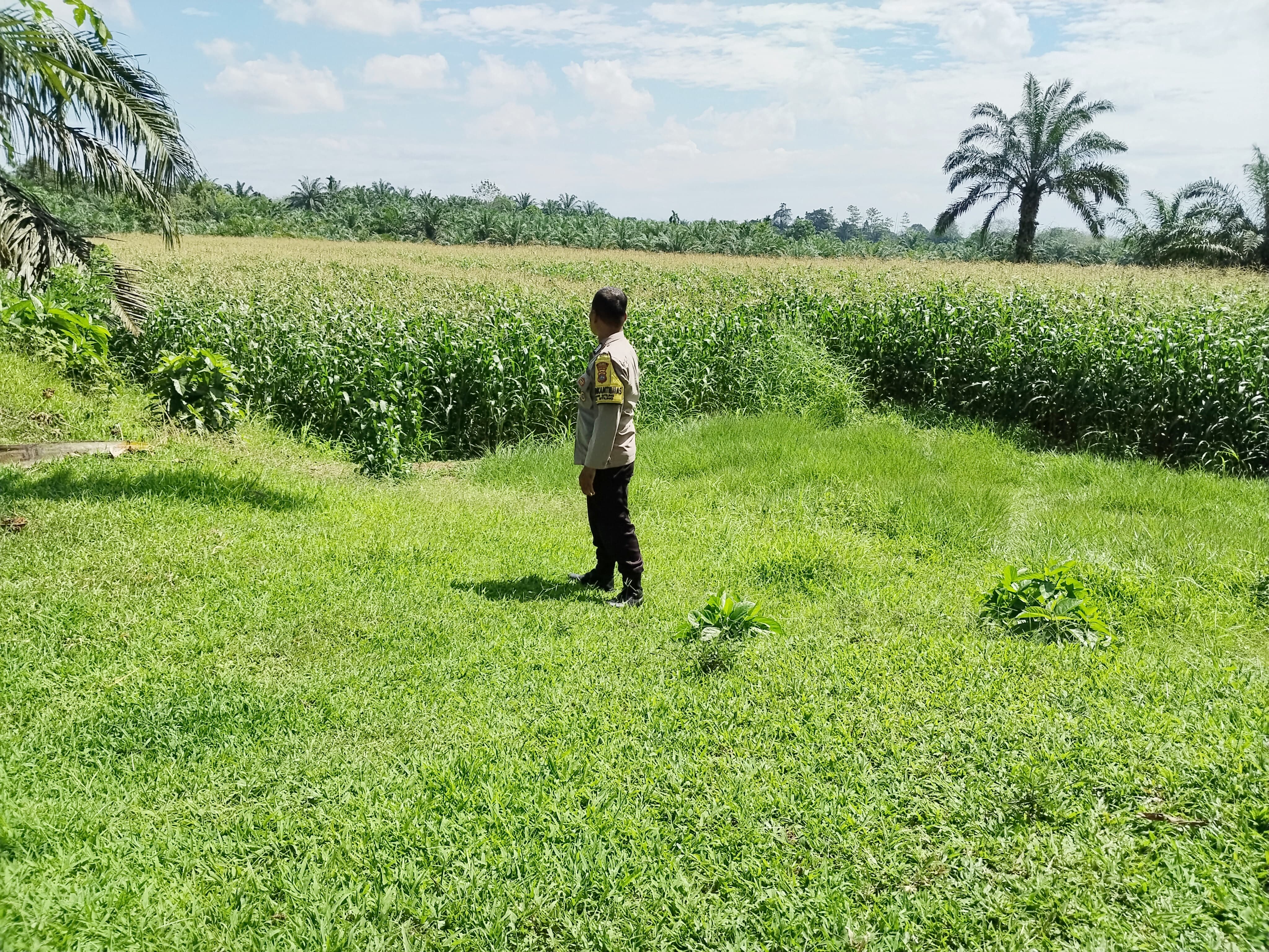 Bhabinkamtibmas Nagari Sitiung Monitoring Lahan Jagung Warga untuk Ketahanan Pangan