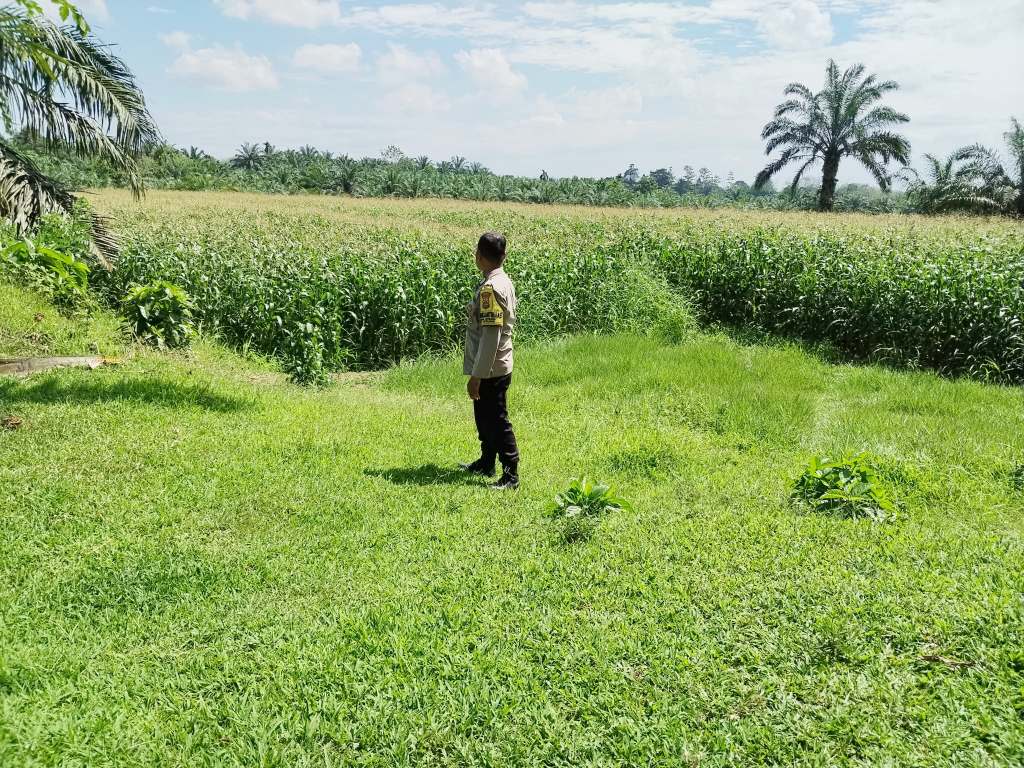 Bhabinkamtibmas Nagari Sitiung Monitoring Lahan Jagung Warga untuk Ketahanan&nbsp;Pangan