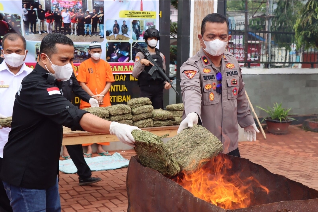 Satresnarkoba Polres Pasaman Musnahkan 20 Paket Ganja, Total Berat Hampir 20 Kg