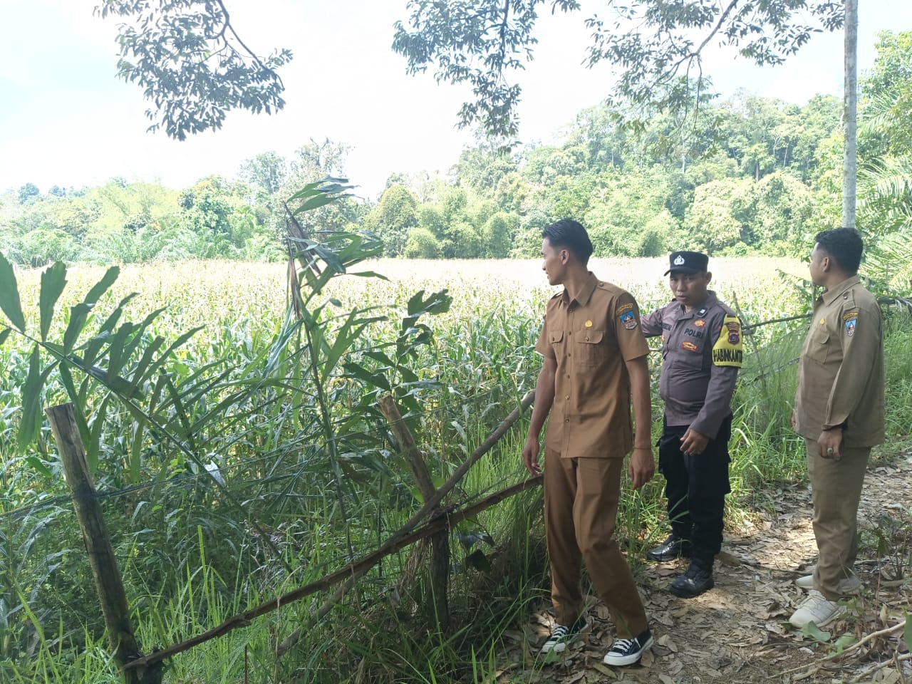 Polres Dharmasraya Cek Lahan Jagung di Nagari Koto Nan Empat