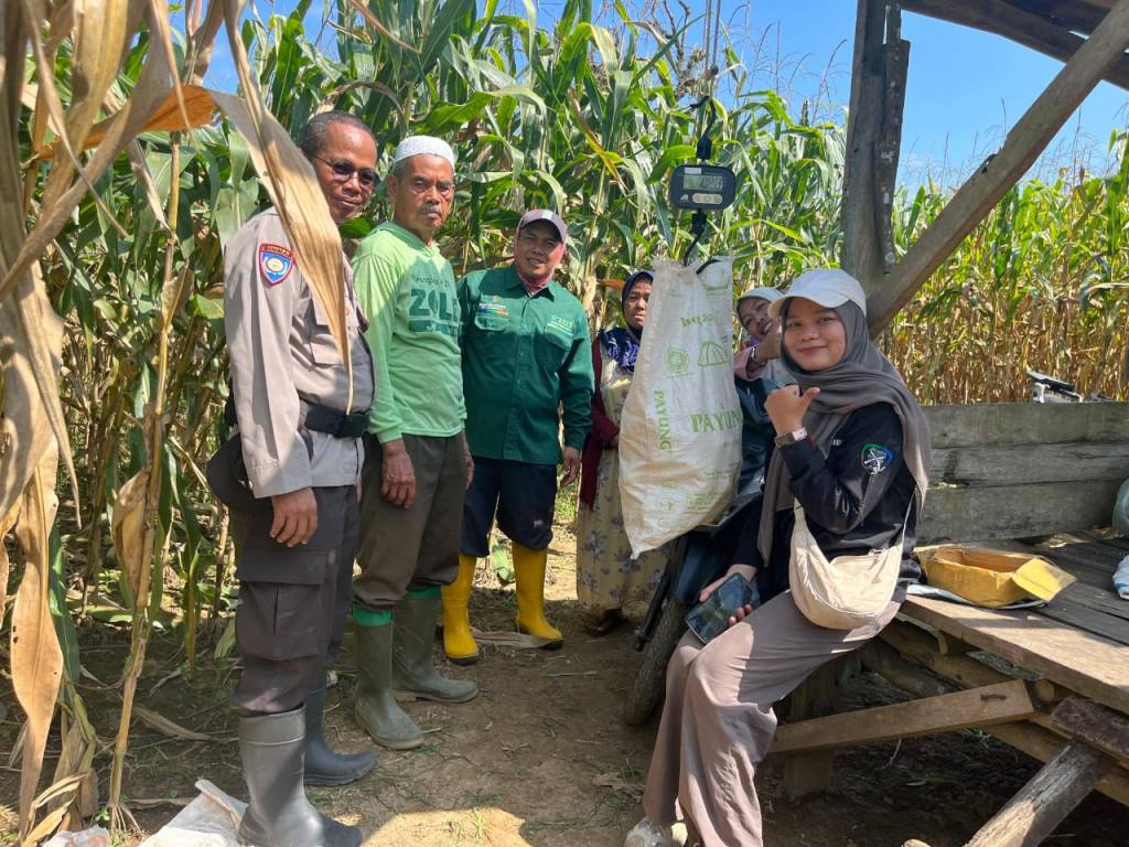 Bhabinkamtibmas Padang Laweh Lakukan Pendataan Ketahanan Pangan Jagung&nbsp;Warga