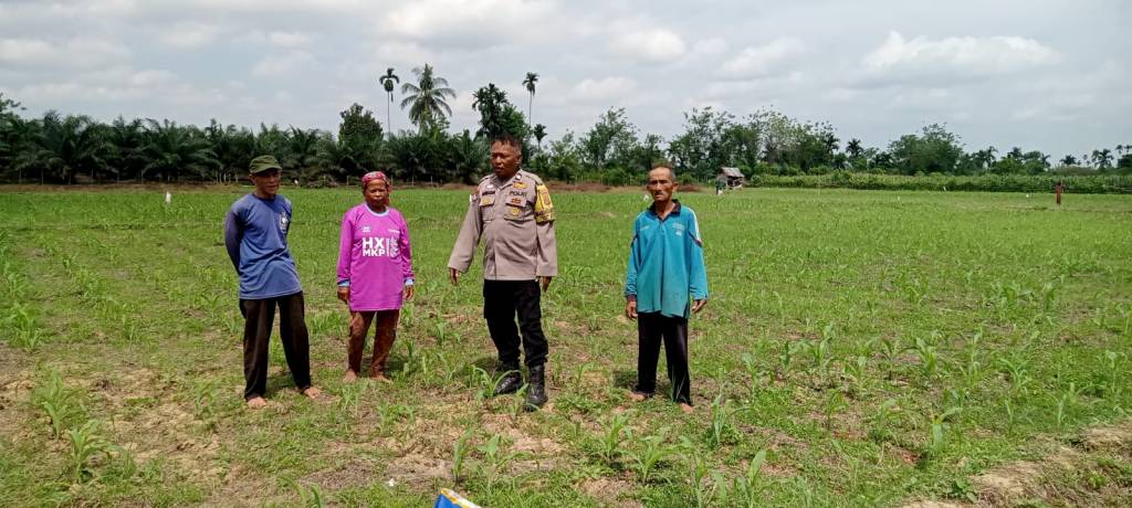 Bhabinkamtibmas Sambangi Pertanian Jagung Warga di Nagari Siguntur Dukung Ketahanan Pangan&nbsp;Nasional