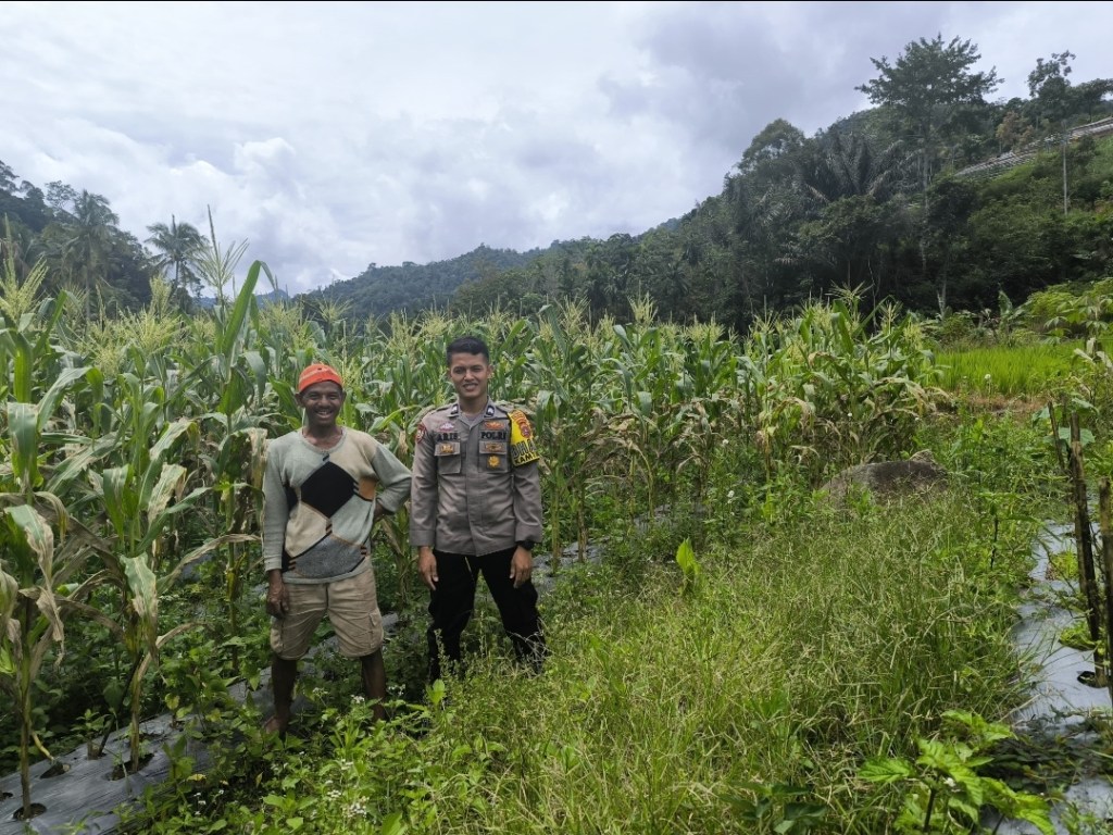 Bhabinkamtibmas Polres Solok Selatan Aktif Sambangi Perkebunan Jagung&nbsp;Warga
