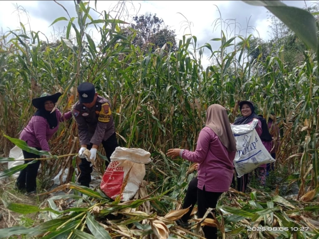 Bhabinkamtibmas dan Warga Panen Jagung di Nagari Koto Nan Empat, Dukung Ketahanan&nbsp;Pangan