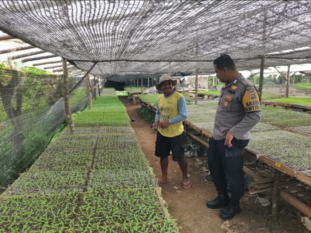 Bhabinkamtibmas Koto Tuo Dukung Program Ketahanan Pangan Nasional Lewat Kunjungan ke Lokasi Pembibitan&nbsp;Tanaman