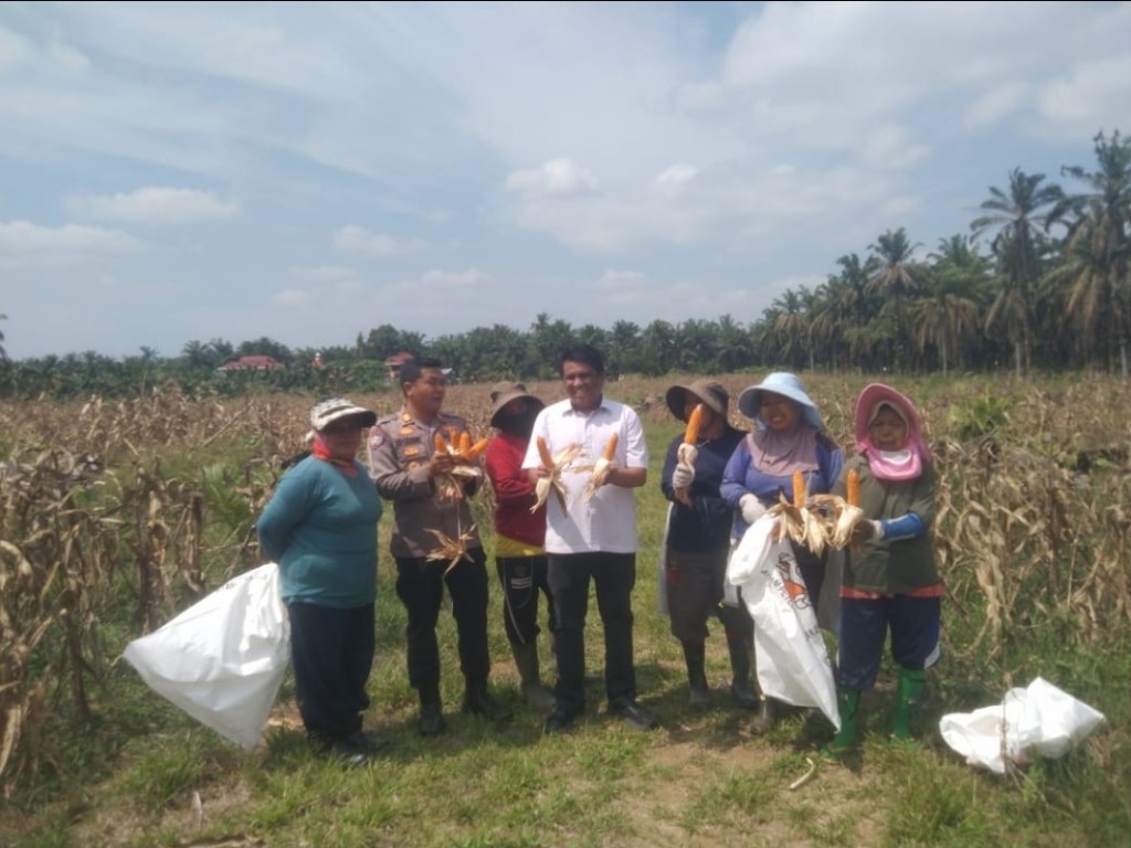Kasat Binmas Polres Dharmasraya Tinjau Panen Jagung Masyarakat di&nbsp;Tiumang