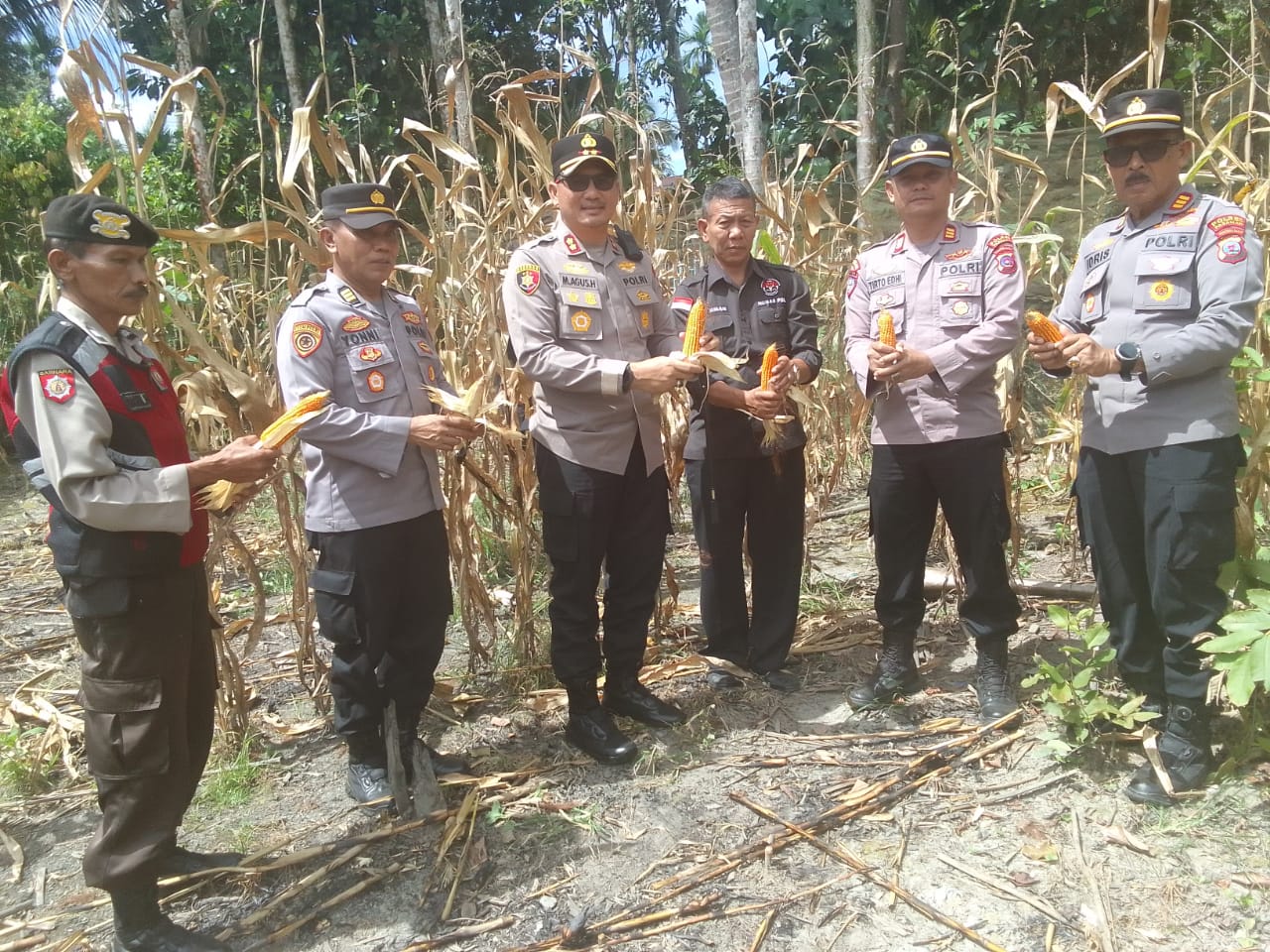 Polres Pasaman Panen 38,5 Ton Jagung, Dukung Ketahanan Pangan