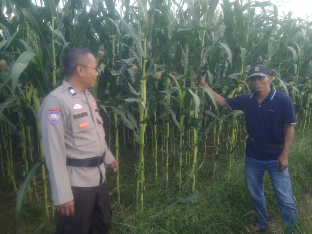 Bhabinkamtibmas Nagari Padang Laweh, Cek Tanaman Jagung Warga&nbsp; Dukung Ketahanan Pangan Nasional