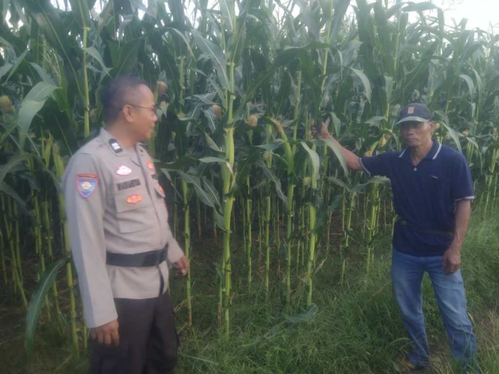 Bhabinkamtibmas Nagari Padang Laweh, Cek Tanaman Jagung Warga&nbsp; Dukung Ketahanan Pangan&nbsp;Nasional