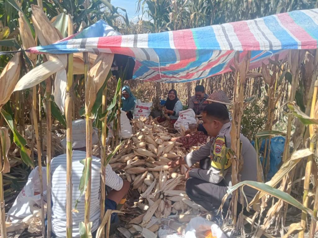 Polres Solok Selatan Dukung Ketahanan Pangan, Bhabinkamtibmas Dampingi Masyarakat Panen&nbsp;Jagung.