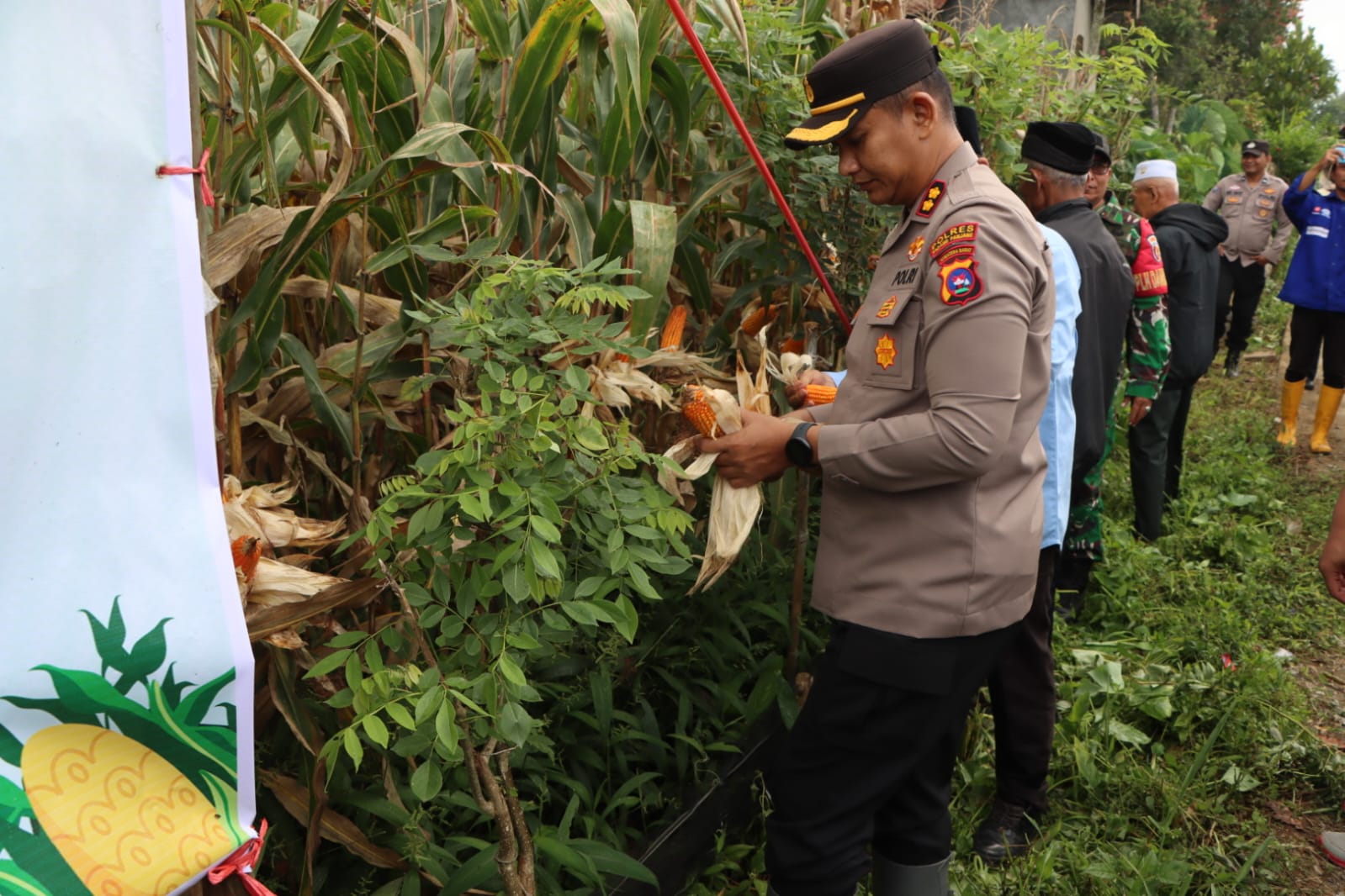 Kapolres Padang Panjang Hadiri Panen Raya Jagung Serentak Kuartal III di Batipuh