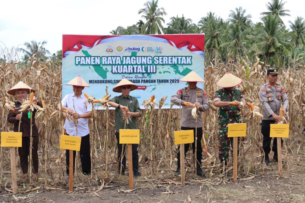 Dukung Ketahanan Pangan Nasional, Wakapolres Sijunjung Bersama Forkopimda Panen Jagung Serentak Kuartal&nbsp;III
