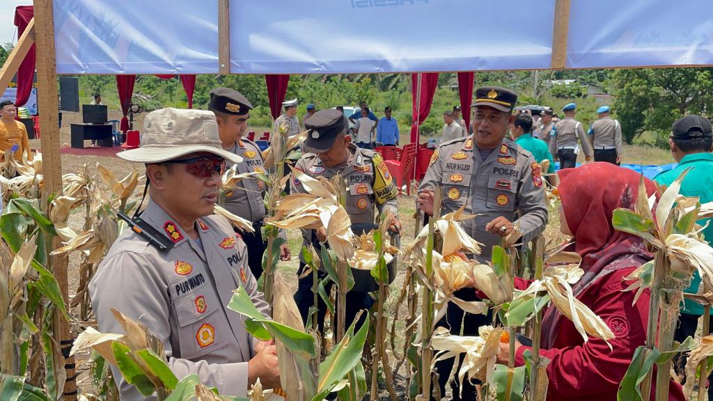 Kapolres Dharmasraya Panen Jagung Kuartal III Bersama&nbsp;Masyarakat