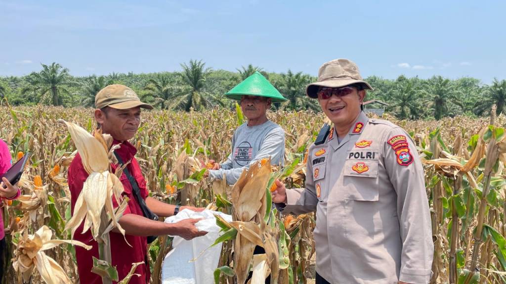 Polres Dharmasraya Gelar Panen Raya Jagung Serentak dan Salurkan Beras&nbsp;Murah