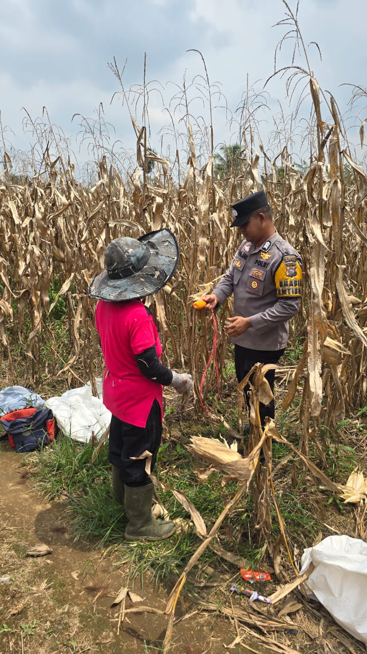 Bhabinkamtibmas Nagari Koto Tuo Dukung Program Ketahanan Pangan Nasional Lewat Kunjungan ke Lahan&nbsp;Jagung