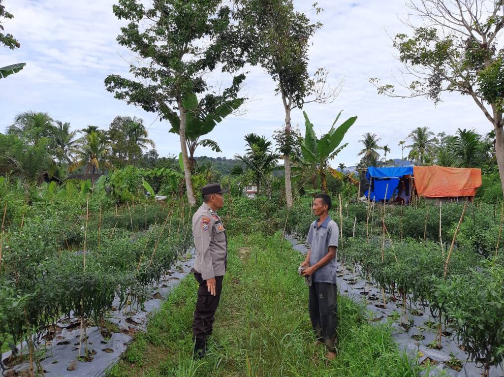 Bhabinkamtibmas Bonjol Tinjau Lahan Ketahanan Pangan dan Sosialisasikan&nbsp;Kamtibmas