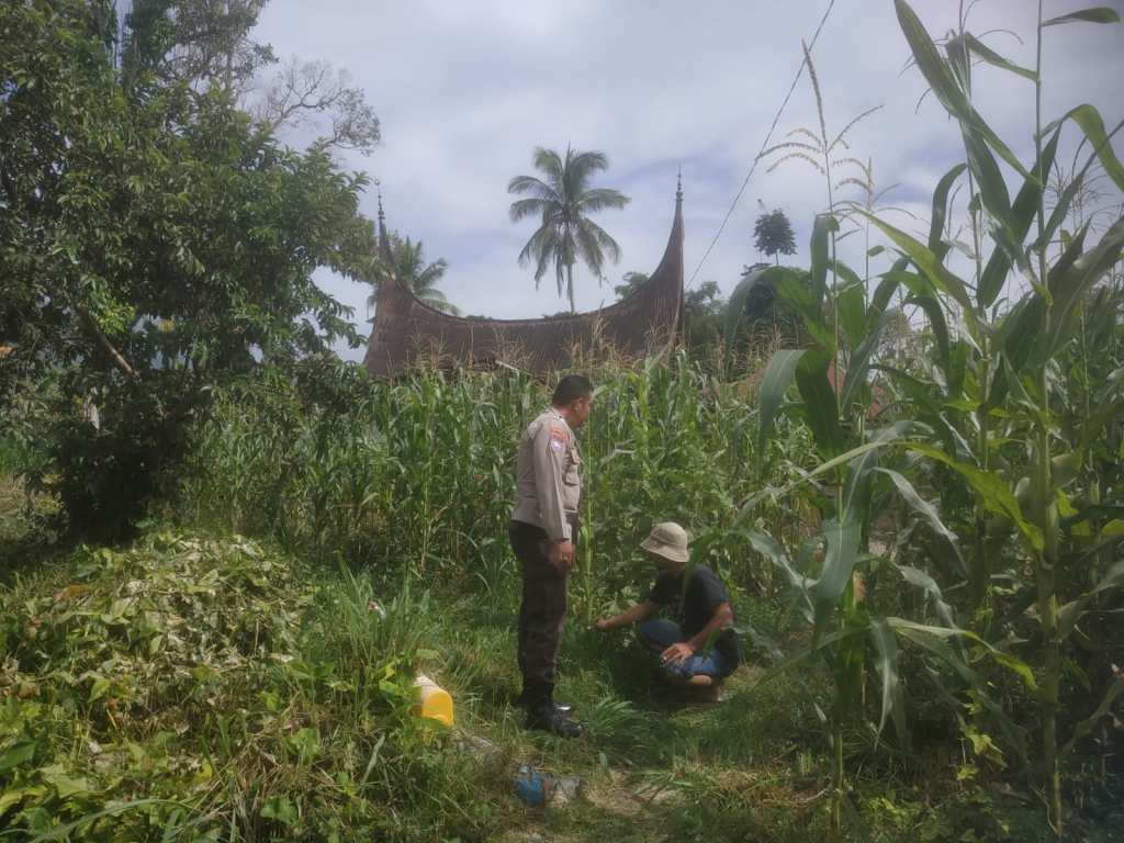 Bhabinkamtibmas Nagari Banja Loweh dan Nagari Koto Tangah Dukung Ketahanan Pangan Nasional Melalui Penanaman&nbsp;Jagung