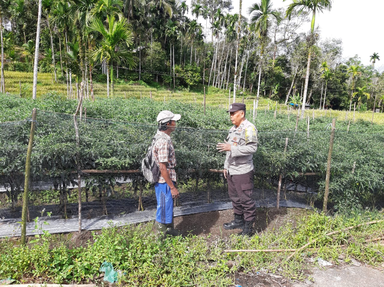 Bhabinkamtibmas Nagari Ganggo Hilia Sosialisasikan Penanaman Lahan Kosong dan Himbauan Kamtibmas di Pasaman
