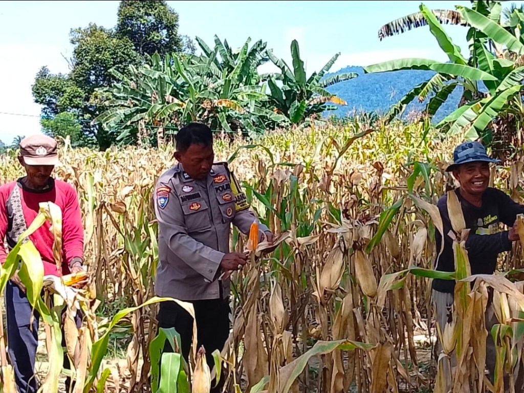 Bhabinkamtibmas Nagari Siguntur Dukung Program Ketahanan Pangan Nasional Melalui Panen Jagung Bersama&nbsp;Warga