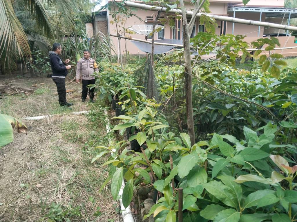 Aiptu Azri, Bhabinkamtibmas Salibutan Sukses Kembangkan 16 Jenis Alpukat Unggul di Padang&nbsp;Pariaman