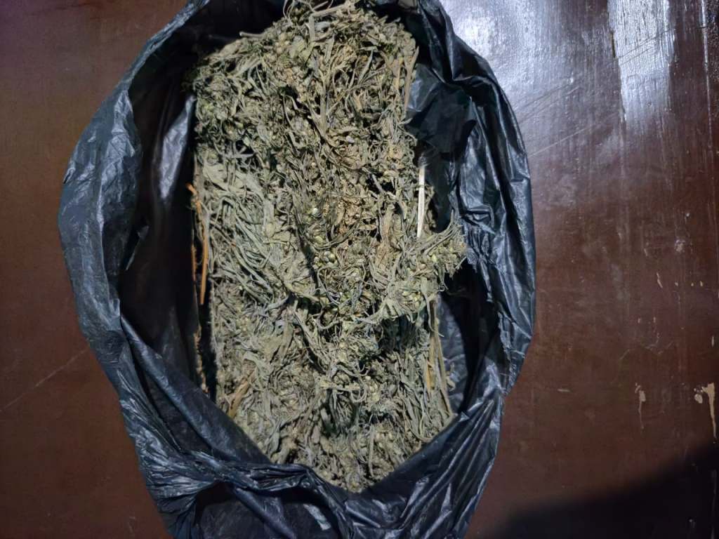 Satresnarkoba Polres Pasaman Tangkap Dua Pelaku Diduga Pengedar Ganja&nbsp;Kering