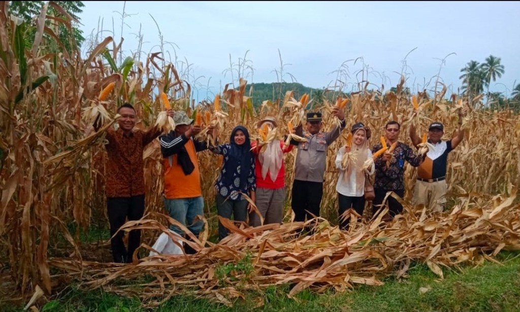 Dukung Swasembada Pangan, Polsek Sutera Kawal Panen Raya Jagung&nbsp;BUMNag