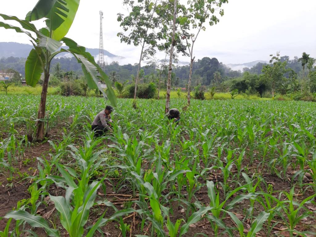 Bhabinkamtibmas Nagari Ganggo Hilia Ajak Warga Dukung Program Ketahanan Pangan&nbsp;Nasional