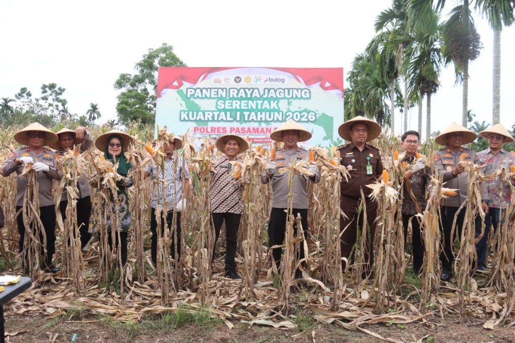 Polres Pasaman Barat Gelar Panen Jagung Serentak Kuartal I 2026 di Nagari Lingkuang Aua&nbsp;Bandarejo