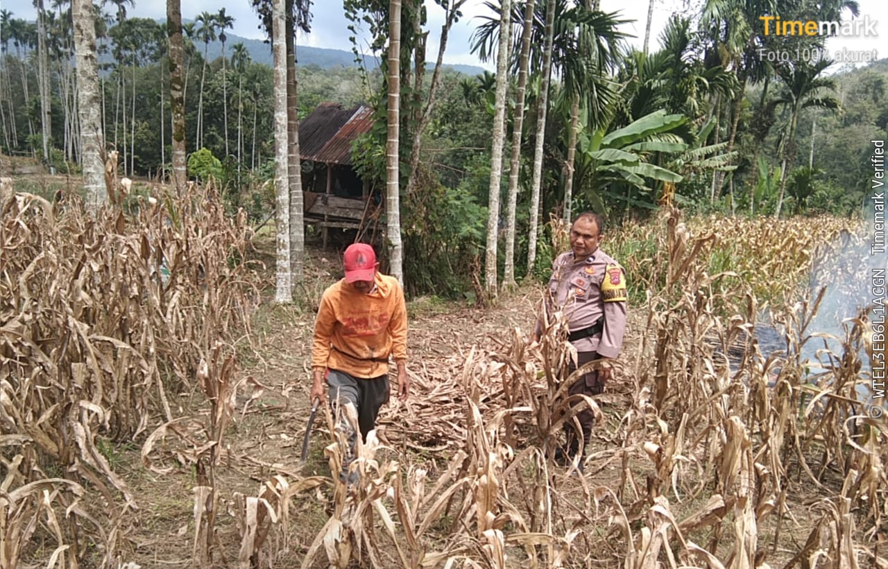 Dukung Ketahanan Pangan Asta Cita, Bhabinkamtibmas Polsek Rao Ajak Warga Koto Nopan Manfaatkan Lahan Kosong