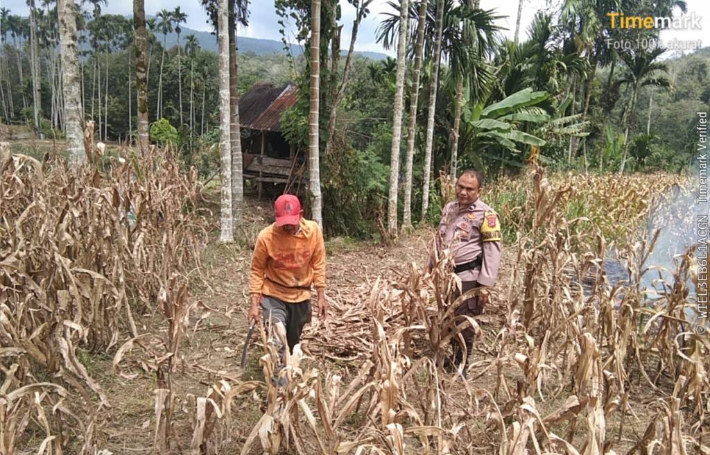 Dukung Ketahanan Pangan Asta Cita, Bhabinkamtibmas Polsek Rao Ajak Warga Koto Nopan Manfaatkan Lahan&nbsp;Kosong