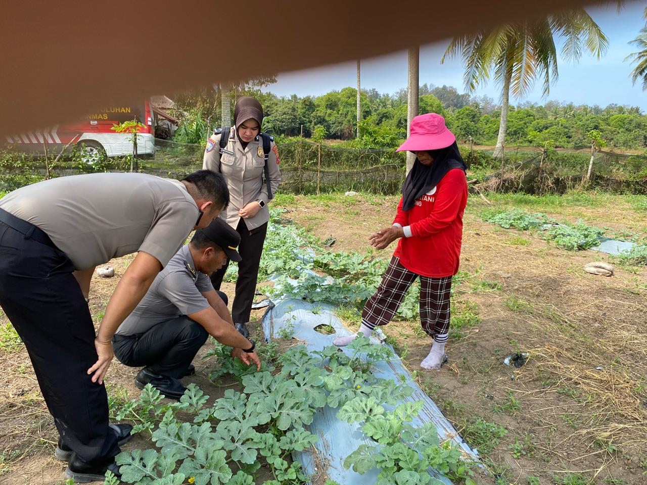KBO Sat Binmas Polres Pariaman Sambangi Petani Semangka, Dukung Program Ketahanan Pangan