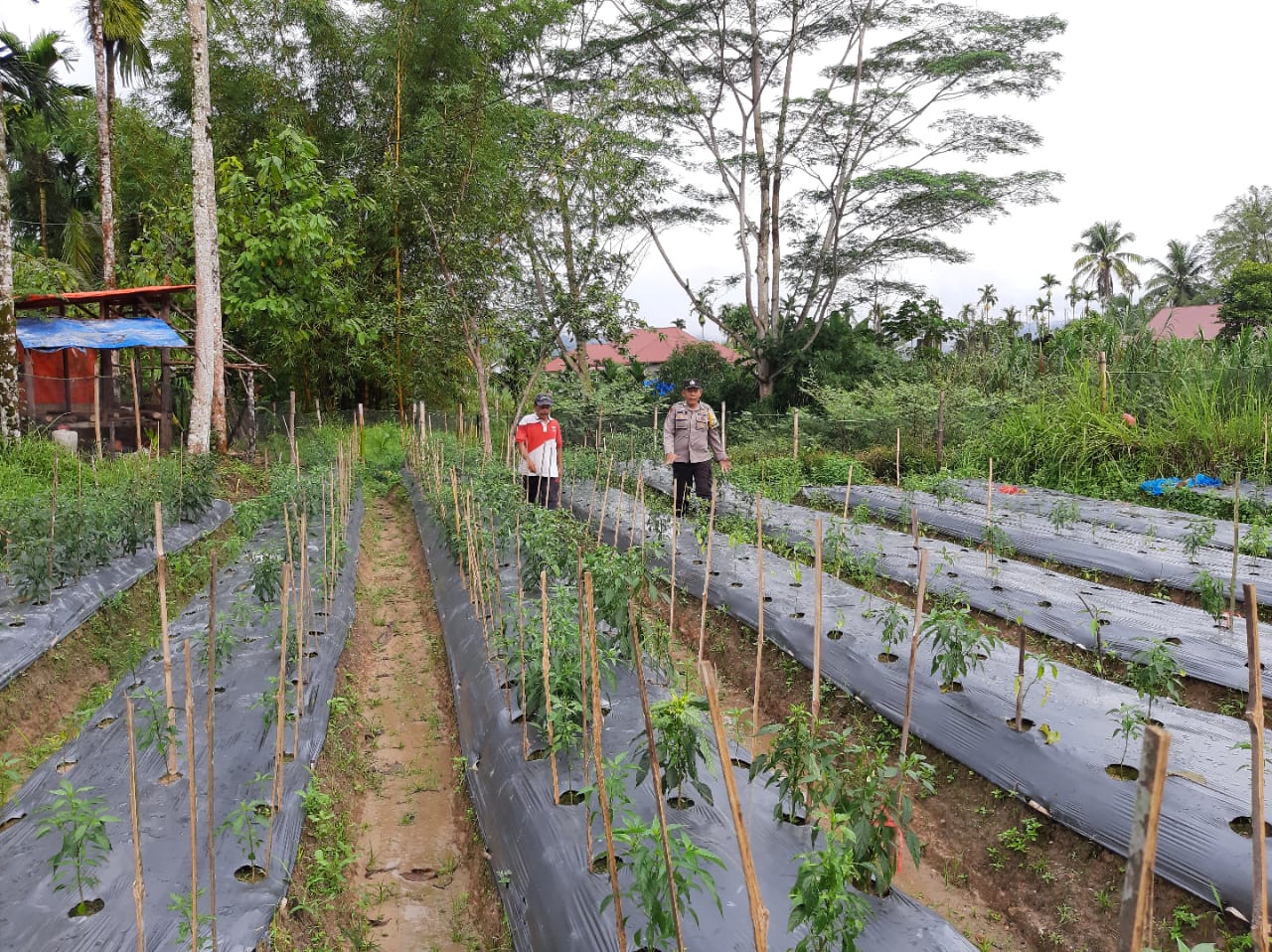 Dukung Asta Cita, Bhabinkamtibmas Nagari Gango Hilia Tinjau Ketahanan Pangan dan Sosialisasi Kamtibmas Ramadhan