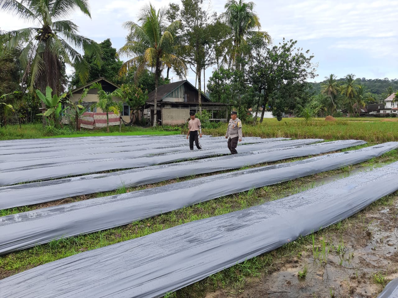 Dukung Asta Cita Presiden, Bhabinkamtibmas Ganggo Hilia Sambangi Petani dan Sosialisasikan Kamtibmas