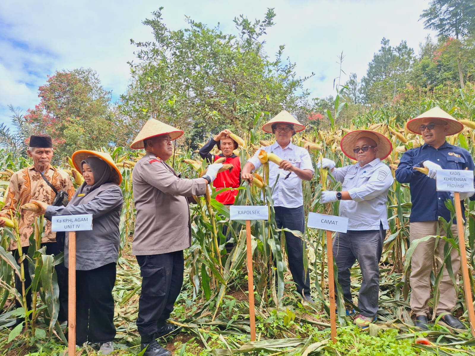 Sinergi Polri dan Petani: Polresta Bukittinggi Sukseskan Panen Jagung Agroforestri di Padang Tarok