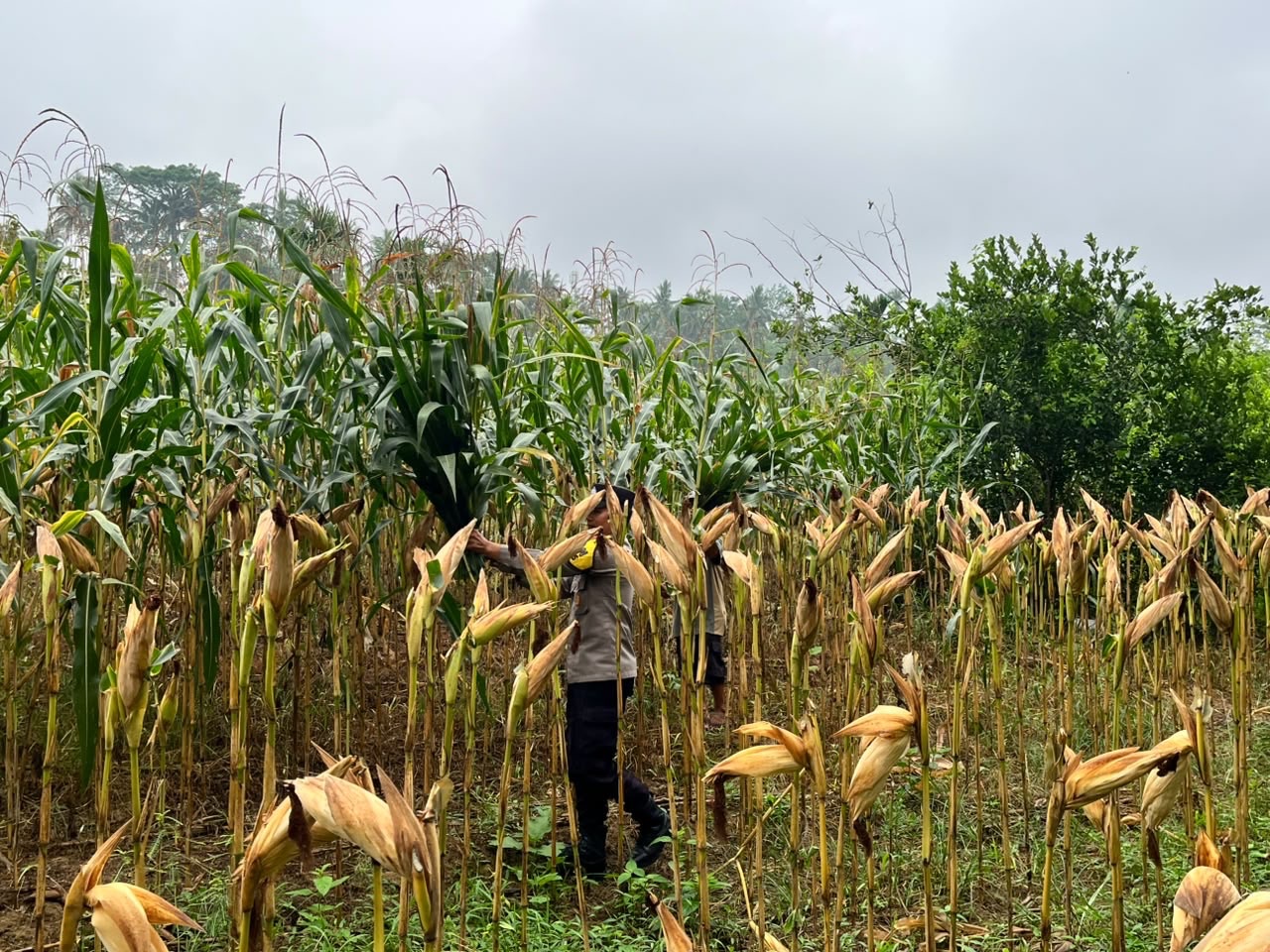 Bhabinkamtibmas Polres Sawahlunto Turun ke Lahan Pertanian, Dukung Petani Tingkatkan Hasil dan Ketahanan Pangan