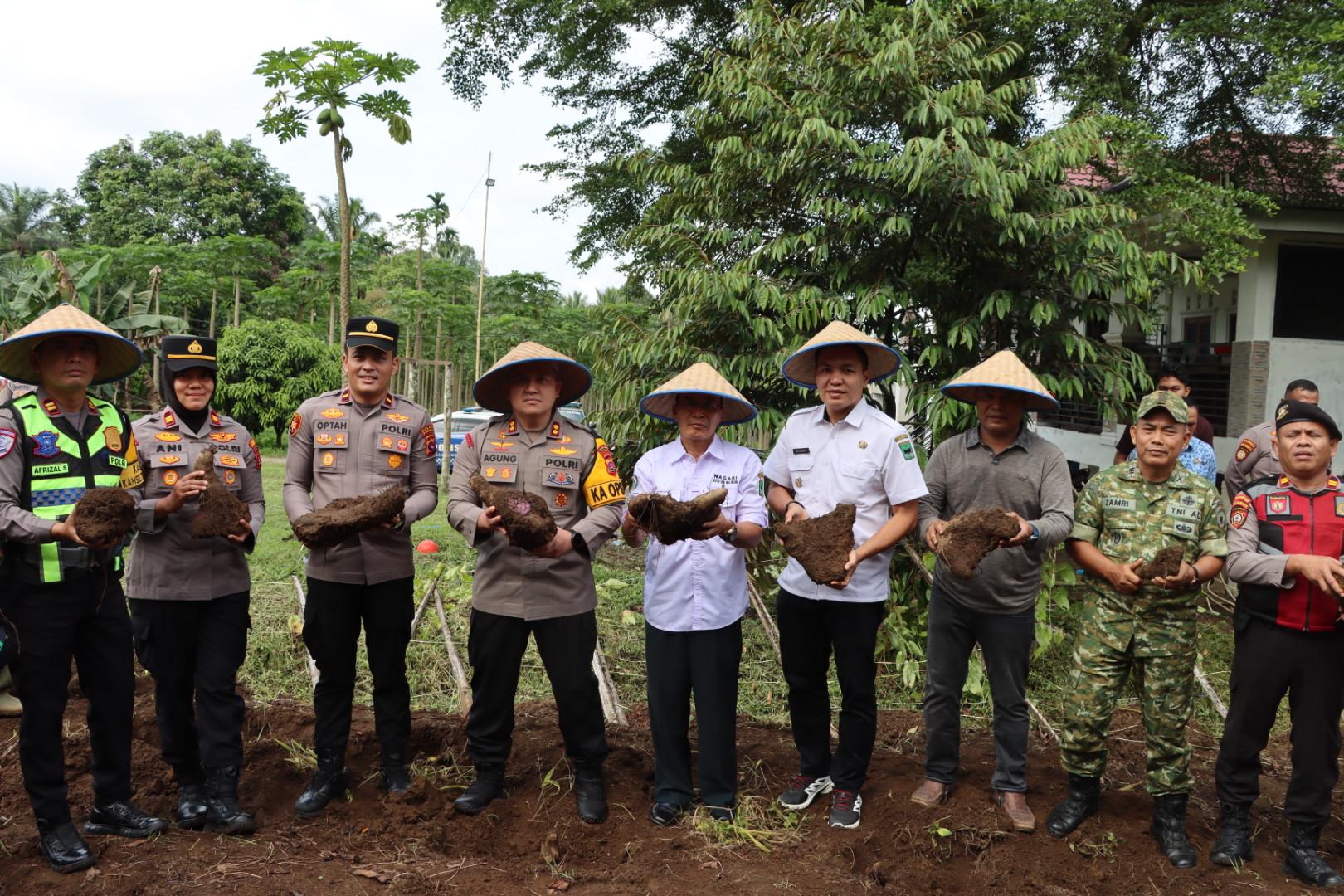 Kapolres Pariaman AKBP Agung Pranajaya Panen Uwi Ungu, Dukung Program Unggulan Pemerintah di Bidang Ketahanan Pangan