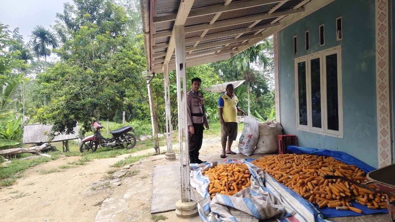 Bhabinkamtibmas Polres Sawahlunto Pantau Hasil Jagung Warga, Dukung Penguatan Ketahanan Pangan